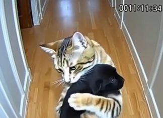 Cat Brings Home Puppies — Then a Policeman Knocks at the Door Cat Brings Home Puppies — Then a Policeman Knocks at the Door - featured image