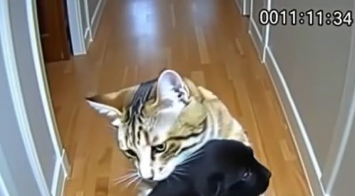 Cat Brings Home Puppies — Then a Policeman Knocks at the Door Cat Brings Home Puppies — Then a Policeman Knocks at the Door - featured image