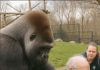 Gorilla Grabs Man in Wheelchair at Zoo—Zookeepers’ Response Leaves Visitors Shocked Gorilla Grabs Man in Wheelchair at Zoo—Zookeepers’ Response Leaves Visitors Shocked - featured image
