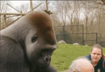 Gorilla Grabs Man in Wheelchair at Zoo—Zookeepers’ Response Leaves Visitors Shocked Gorilla Grabs Man in Wheelchair at Zoo—Zookeepers’ Response Leaves Visitors Shocked - featured image