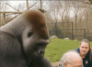 Gorilla Grabs Man in Wheelchair at Zoo—Zookeepers’ Response Leaves Visitors Shocked Gorilla Grabs Man in Wheelchair at Zoo—Zookeepers’ Response Leaves Visitors Shocked - featured image