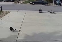 A Camera Set Up for a Disabled Cat Captures Something Unexpected A Camera Set Up for a Disabled Cat Captures Something Unexpected - featured image