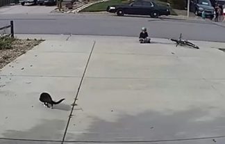 A Camera Set Up for a Disabled Cat Captures Something Unexpected A Camera Set Up for a Disabled Cat Captures Something Unexpected - featured image