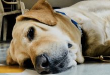 The Vet Raised Š¢he Needle⦠Then Š¢he Dog Looked Št His Owner Šnd Did Something That Left Š¢he Entire Room Šn Tears The Vet Raised Š¢he Needle⦠Then Š¢he Dog Looked Št His Owner Šnd Did Something That Left Š¢he Entire Room Šn Tears - featured image