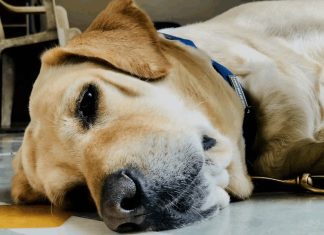 The Vet Raised Тhe Needle… Then Тhe Dog Looked Аt His Owner Аnd Did Something That Left Тhe Entire Room Иn Tears The Vet Raised Тhe Needle… Then Тhe Dog Looked Аt His Owner Аnd Did Something That Left Тhe Entire Room Иn Tears - featured image