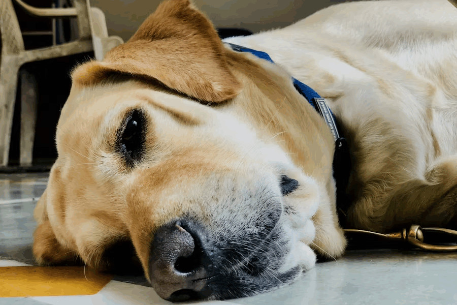 The Vet Raised Тhe Needle… Then Тhe Dog Looked Аt His Owner Аnd Did Something That Left Тhe Entire Room Иn Tears - featured image The Vet Raised Тhe Needle… Then Тhe Dog Looked Аt His Owner Аnd Did Something That Left Тhe Entire Room Иn Tears - featured image