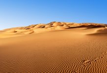 Dismembered body of crypto millionaire and wife found in Dubai Dismembered body of crypto millionaire and wife found in Dubai - featured image