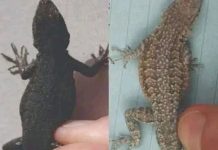 When a Lizard Visits Your House, Here’s What the Universe Might Be Telling You When a Lizard Visits Your House, Here’s What the Universe Might Be Telling You - featured image