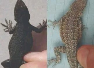 When a Lizard Visits Your House, Here’s What the Universe Might Be Telling You When a Lizard Visits Your House, Here’s What the Universe Might Be Telling You - featured image