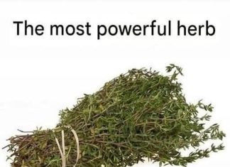 THE MOST POTENT HERB THAT DESTROYS PARASITES, URINARY TRACT THE MOST POTENT HERB THAT DESTROYS PARASITES, URINARY TRACT - featured image