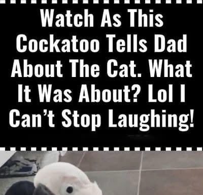 Watch As This Cockatoo Tells Dad About The Cat. What It Was About? Watch As This Cockatoo Tells Dad About The Cat. What It Was About? - featured image