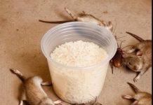 This will make rats and cockroaches disappear, all in the same day. This will make rats and cockroaches disappear, all in the same day. - featured image