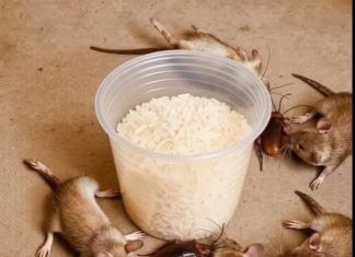 This will make rats and cockroaches disappear, all in the same day. This will make rats and cockroaches disappear, all in the same day. - featured image