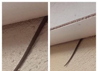 A Strange Object Dangling From a Ceiling Sent the Internet Into Hysterics—Until the Mystery Was Finally Solved A Strange Object Dangling From a Ceiling Sent the Internet Into Hysterics—Until the Mystery Was Finally Solved - featured image