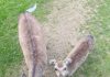 I THOUGHT THEY WERE JUST CURIOUS DEER — UNTIL I SAW WHAT THE LITTLE ONE WAS CARRYING I THOUGHT THEY WERE JUST CURIOUS DEER — UNTIL I SAW WHAT THE LITTLE ONE WAS CARRYING - featured image