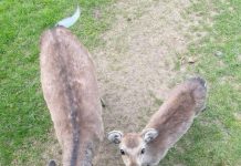 I THOUGHT THEY WERE JUST CURIOUS DEER — UNTIL I SAW WHAT THE LITTLE ONE WAS CARRYING I THOUGHT THEY WERE JUST CURIOUS DEER — UNTIL I SAW WHAT THE LITTLE ONE WAS CARRYING - featured image