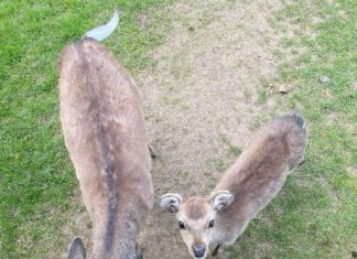 I THOUGHT THEY WERE JUST CURIOUS DEER — UNTIL I SAW WHAT THE LITTLE ONE WAS CARRYING I THOUGHT THEY WERE JUST CURIOUS DEER — UNTIL I SAW WHAT THE LITTLE ONE WAS CARRYING - featured image