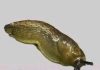 Slugs: The Surprisingly Important Creatures Beneath Our Feet Slugs: The Surprisingly Important Creatures Beneath Our Feet - featured image