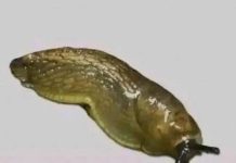 Slugs: The Surprisingly Important Creatures Beneath Our Feet Slugs: The Surprisingly Important Creatures Beneath Our Feet - featured image