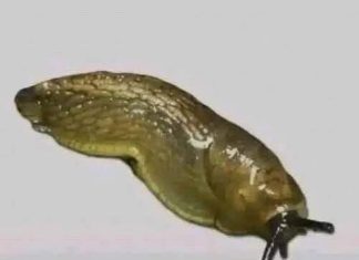 Slugs: The Surprisingly Important Creatures Beneath Our Feet Slugs: The Surprisingly Important Creatures Beneath Our Feet - featured image