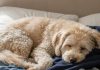 Why Your Dog Loves Sleeping on Your Clothes — Expert Insights Why Your Dog Loves Sleeping on Your Clothes — Expert Insights - featured image