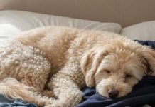Why Your Dog Loves Sleeping on Your Clothes — Expert Insights Why Your Dog Loves Sleeping on Your Clothes — Expert Insights - featured image