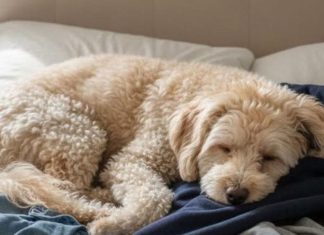 Why Your Dog Loves Sleeping on Your Clothes — Expert Insights Why Your Dog Loves Sleeping on Your Clothes — Expert Insights - featured image