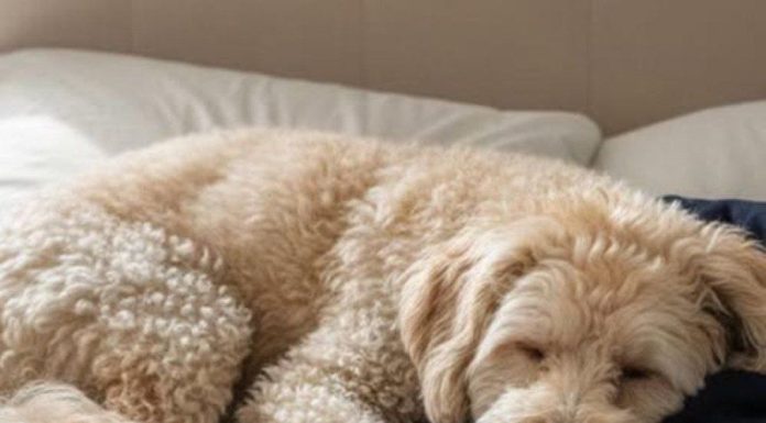 Why Your Dog Loves Sleeping on Your Clothes — Expert Insights Why Your Dog Loves Sleeping on Your Clothes — Expert Insights - featured image