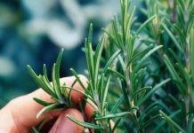 The Powerful Benefits of This Time-Tested Herb for Older Adults The Powerful Benefits of This Time-Tested Herb for Older Adults - featured image