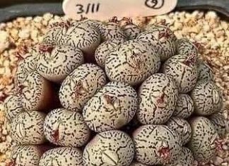 Daughter Discovers Strange Eggs Under Her Bed, Causing Her Family To Leave The Home , Everyone gets scared… Details in the first comment to find out what they are! Daughter Discovers Strange Eggs Under Her Bed, Causing Her Family To Leave The Home , Everyone gets scared… Details in the first comment to find out what they are! - featured image