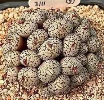 Daughter Discovers Strange Eggs Under Her Bed, Causing Her Family To Leave The Home , Everyone gets scared… Details in the first comment to find out what they are! Daughter Discovers Strange Eggs Under Her Bed, Causing Her Family To Leave The Home , Everyone gets scared… Details in the first comment to find out what they are! - featured image