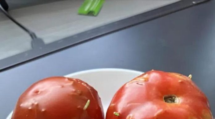 Unexpected Turn: Rotten Tomatoes Lead to a Surprising Find in My Kitchen Unexpected Turn: Rotten Tomatoes Lead to a Surprising Find in My Kitchen - featured image