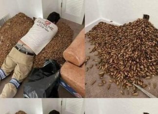 A man smells a strong smell in his house, when he finds out that he opens the wall he finds… A man smells a strong smell in his house, when he finds out that he opens the wall he finds… - featured image