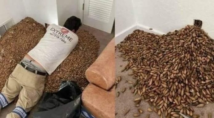 A man smells a strong smell in his house, when he finds out that he opens the wall he finds… A man smells a strong smell in his house, when he finds out that he opens the wall he finds… - featured image