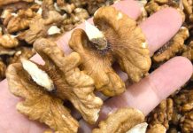 Why Walnuts Are a Powerful Snack for Better Health Why Walnuts Are a Powerful Snack for Better Health - featured image