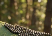 Common Garden Irritants and Easy Tips to Protect Yourself Common Garden Irritants and Easy Tips to Protect Yourself - featured image