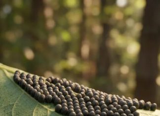 Common Garden Irritants and Easy Tips to Protect Yourself Common Garden Irritants and Easy Tips to Protect Yourself - featured image