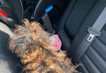 Hidden Beneath the Matted Fur Hidden Beneath the Matted Fur - featured image