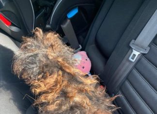 Hidden Beneath the Matted Fur Hidden Beneath the Matted Fur - featured image