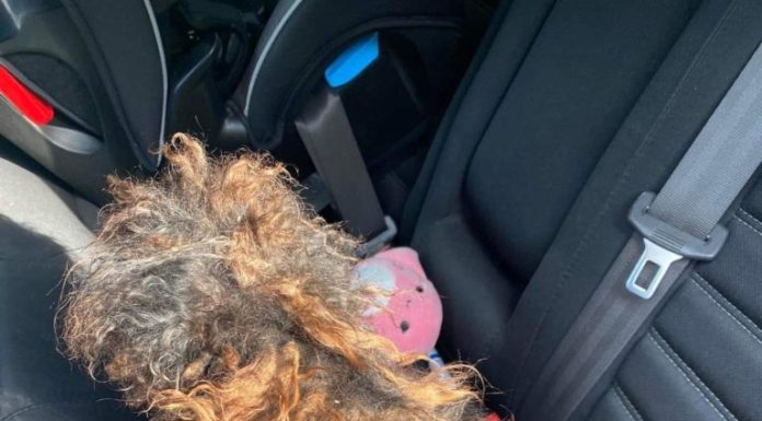 Hidden Beneath the Matted Fur Hidden Beneath the Matted Fur - featured image