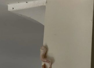 What a Pink, Crusty Wall Buildup Could Indicate About Your Home What a Pink, Crusty Wall Buildup Could Indicate About Your Home - featured image