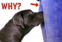 If your dog is sniffing your genital area, it means you have… If your dog is sniffing your genital area, it means you have… - featured image