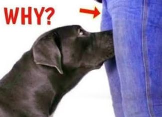 If your dog is sniffing your genital area, it means you have… If your dog is sniffing your genital area, it means you have… - featured image