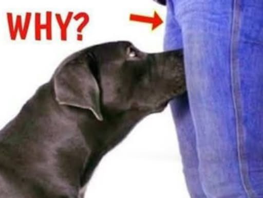 If your dog is sniffing your genital area, it means you have… If your dog is sniffing your genital area, it means you have… - featured image