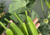 Doctors Explain Why Adding Okra to Your Diet Can Boost Health — and When to Be Careful Doctors Explain Why Adding Okra to Your Diet Can Boost Health — and When to Be Careful - featured image