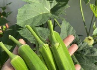 Doctors Explain Why Adding Okra to Your Diet Can Boost Health — and When to Be Careful Doctors Explain Why Adding Okra to Your Diet Can Boost Health — and When to Be Careful - featured image