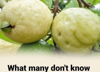 Doctors reveal that if you have this fruit in your house, you have a treasure. Doctors reveal that if you have this fruit in your house, you have a treasure. - featured image