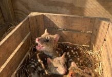 Researchers Discover Unusually Spiky Newborn Animals in Protected Habitat Researchers Discover Unusually Spiky Newborn Animals in Protected Habitat - featured image