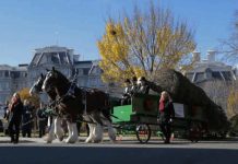 Melania Trump Welcomes the Christmas Tree in Style Melania Trump Welcomes the Christmas Tree in Style - featured image