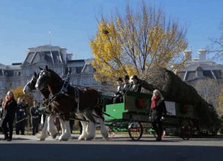 Melania Trump Welcomes the Christmas Tree in Style Melania Trump Welcomes the Christmas Tree in Style - featured image